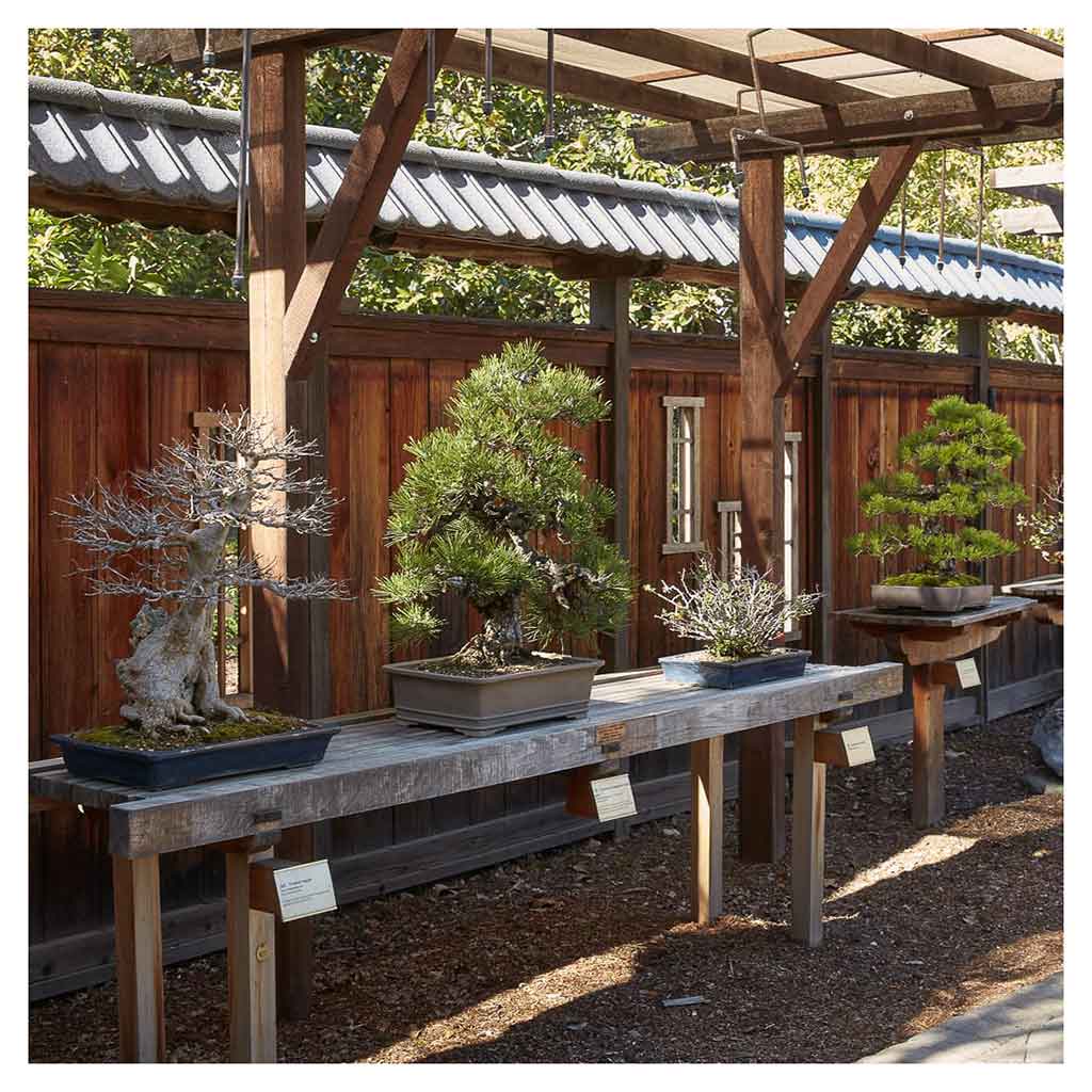 The Little Book of Bonsai -   - Books