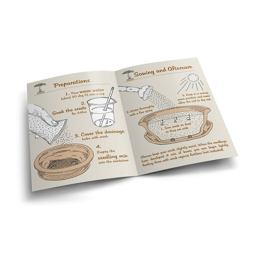 Acacia Bonsai Growing Kit -   - Promotional Items