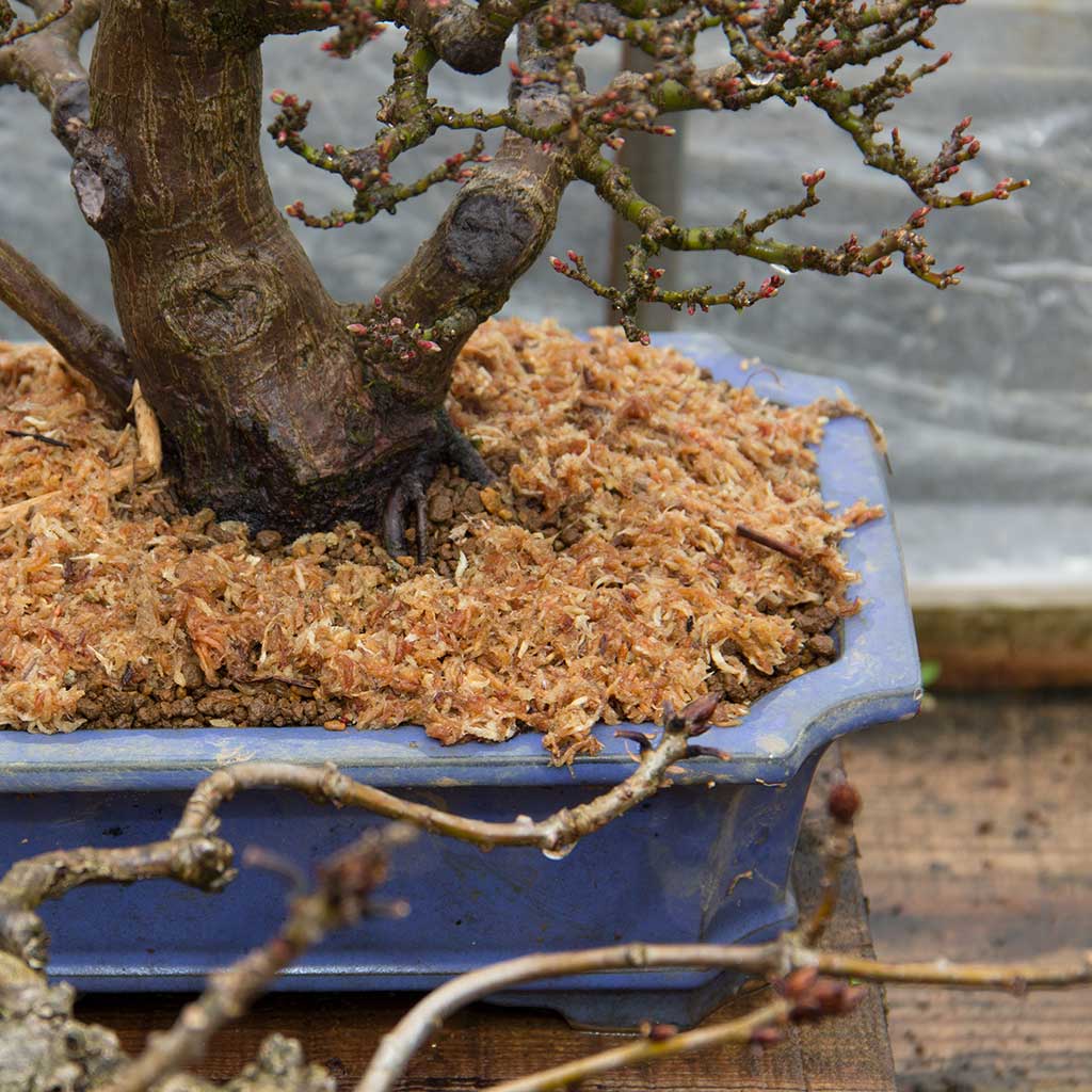 bonsai tree moss Sphagnum Moss, Rehydrated for Healthy Plant Growth