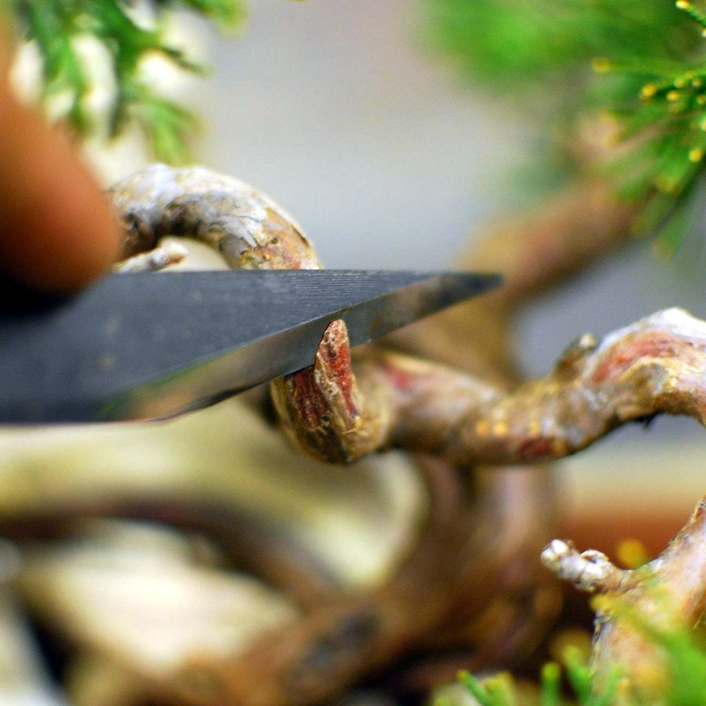 Kikuwa Grafting Knife, 195mm by Grafting tools