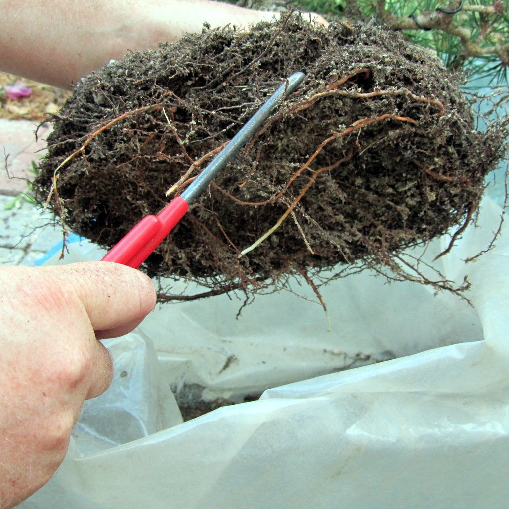 23cm Root Hook by Pecenppot