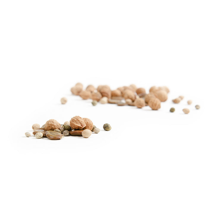 Indigenous Seeds for Bonsai by Silverhill Seeds
