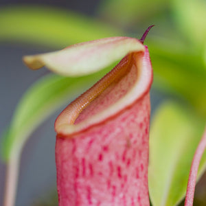 Tropical Pitcher, Nepenthes 'Captain Hook' -   - Carnivorous Plant