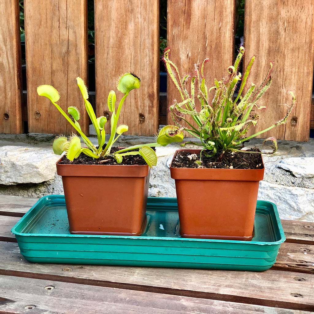 Full tray, 26 x 14.5 x 3cm, green -   - Florists Supplies