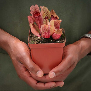 Trumpet Pitcher, Sarracenia 'Cheruwa' -  Small to Medium plant. 7.5cm plastic container. - Carnivorous Plant