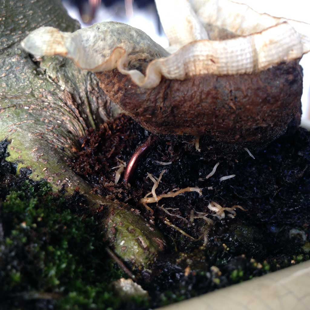 BonsaiBoost, Organic Bonsai Fertilizer (SMALL BAG), retail pack - - Fertilizers