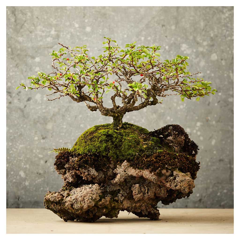 The Little Book of Bonsai -   - Books