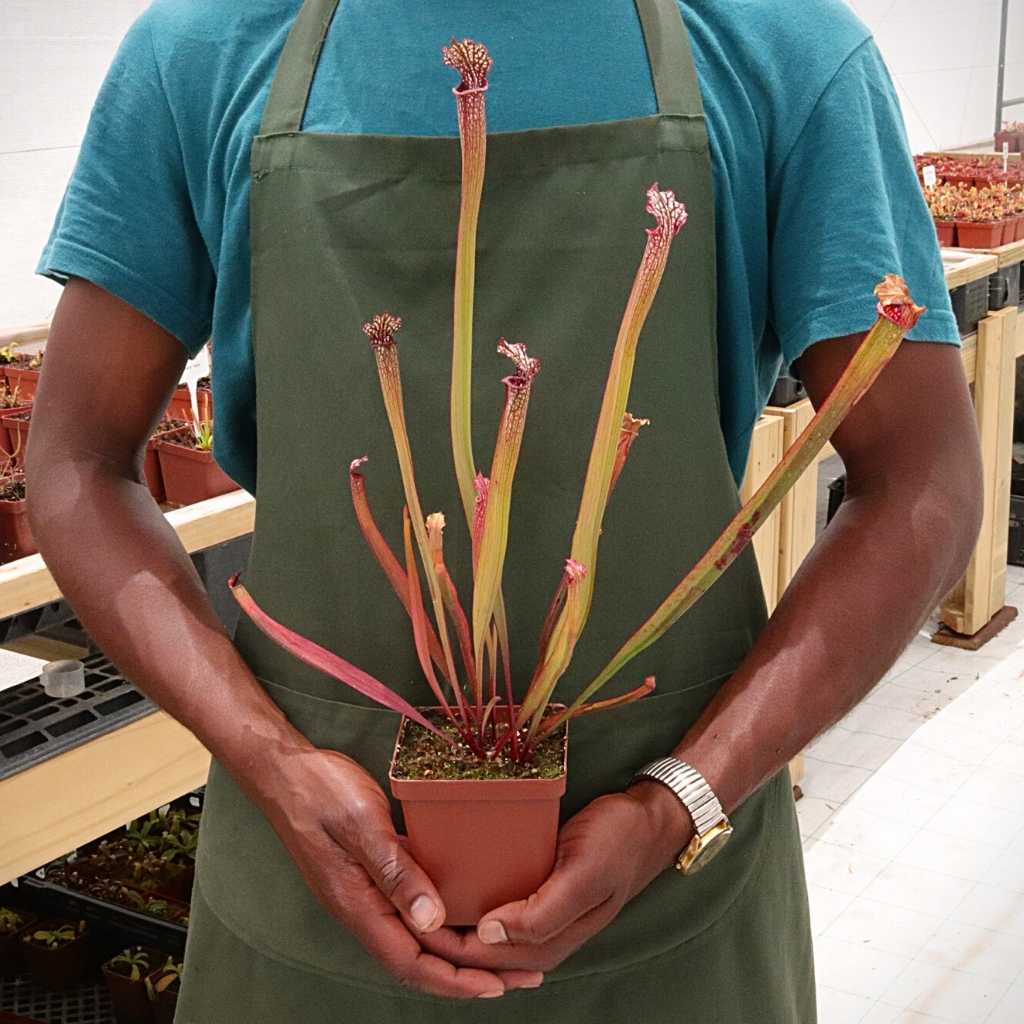 Trumpet Pitcher, Sarracenia “Cikizwa” -  Small to Medium plant. 7.5cm plastic container. - Carnivorous Plant