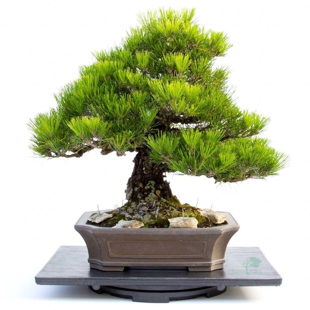 Heavy Duty Japanese turntables -   - Plastics