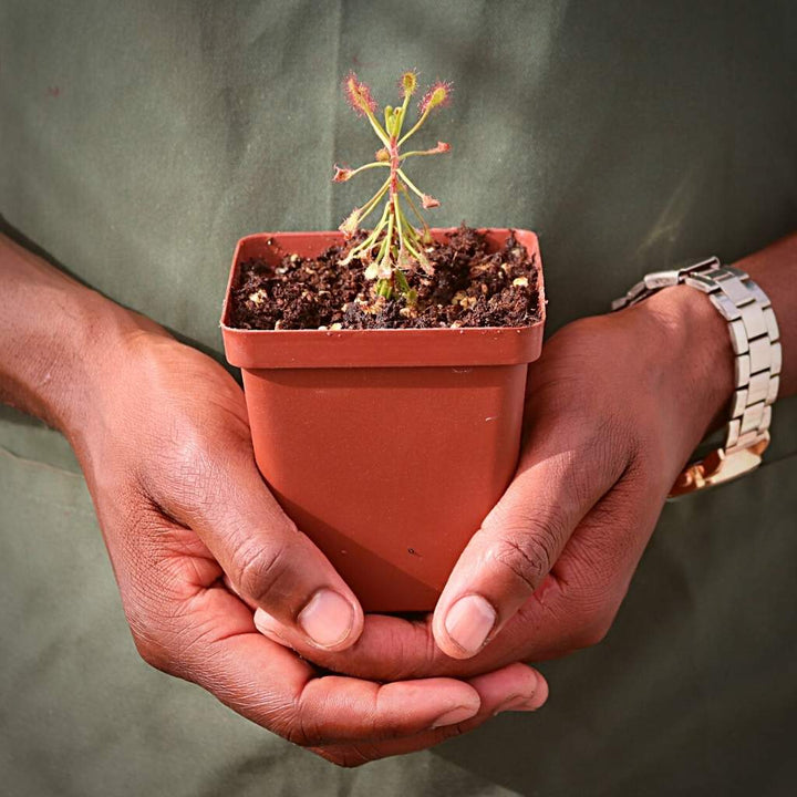 Sundew, Drosera madagascariensis - Small to Medium plant. 7.5cm plastic container. - Carnivorous Plant