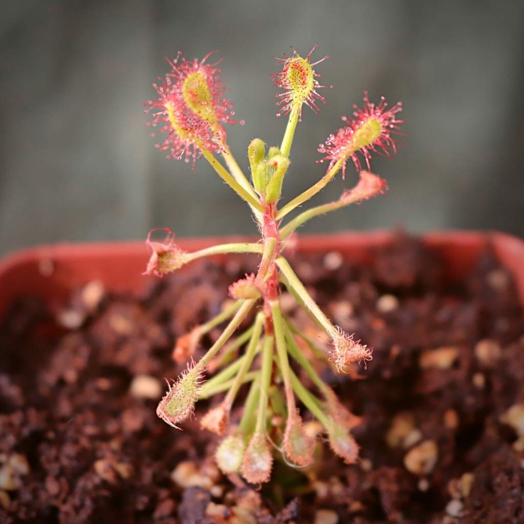 Sundew, Drosera madagascariensis - - Carnivorous Plant