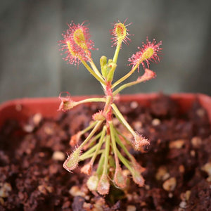 Sundew, Drosera madagascariensis -   - Carnivorous Plant