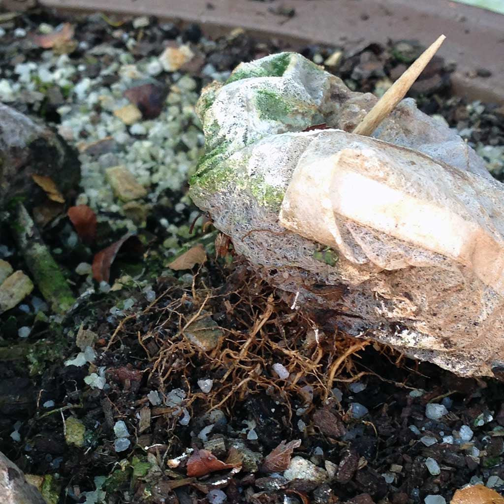 BonsaiBoost, Organic Bonsai Fertilizer (SMALL BAG), retail pack - - Fertilizers