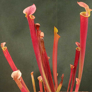 Trumpet Pitcher, Sarracenia 'Ende' -   - Carnivorous Plant