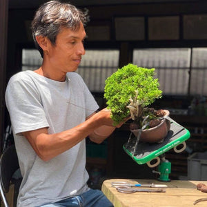 Green T Mini Bonsai Turntable -   - Gardening Accessories