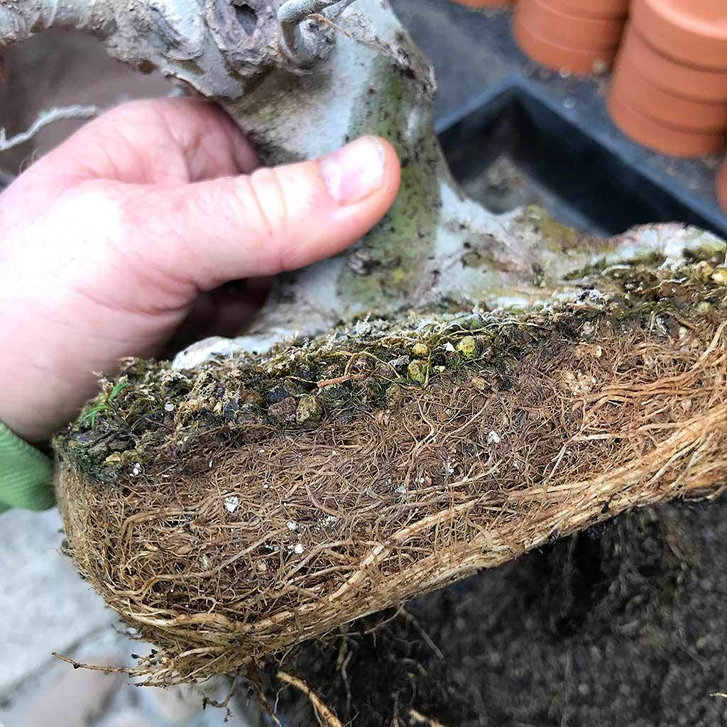 Ibaraki Hard Akadama, Fine, 1-3mm -   - Growing Mediums