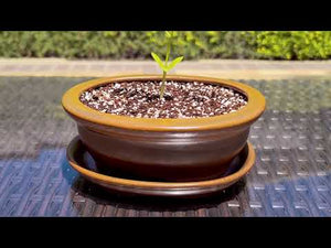Acacia Bonsai Growing Kit