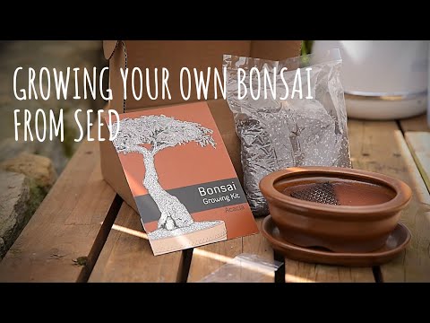 Acacia Bonsai Growing Kit - - Promotional Items
