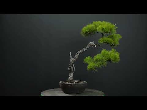 Imported Japanese Red Pine - - Trees