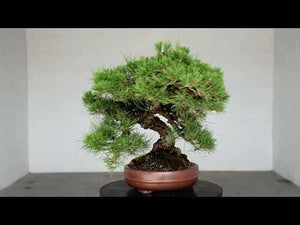 Imported Japanese Black Pine