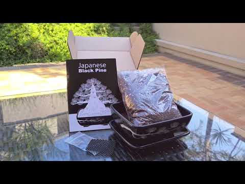Black Pine Bonsai Growing Kit - - Promotional Items