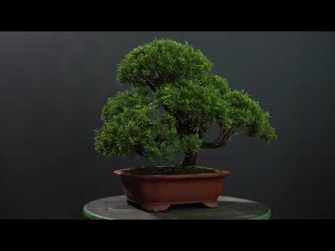 Imported Shimpaku 'Itoigawa' juniper - - Trees