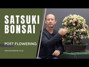 Japanese Satsuki Bonsai