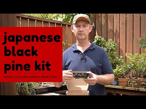 Black Pine Bonsai Growing Kit - - Promotional Items