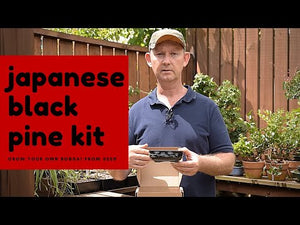 Black Pine Bonsai Growing Kit
