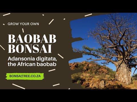 Baobab Bonsai Growing Kit - - Promotional Items