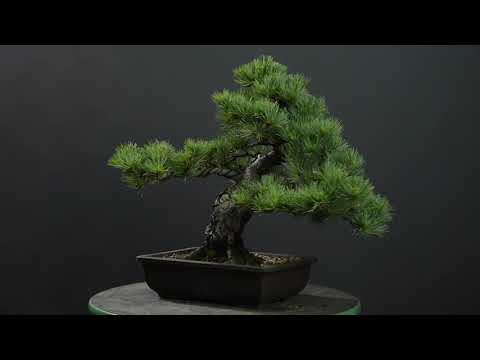 Imported Japanese White Pine - - Trees