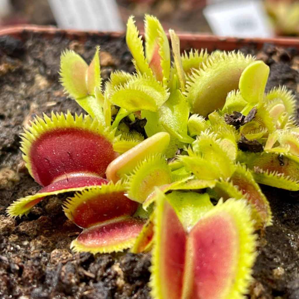 Venus Fly Trap, 'Lunatic Fringe.' Special Import. -   - Carnivorous Plant