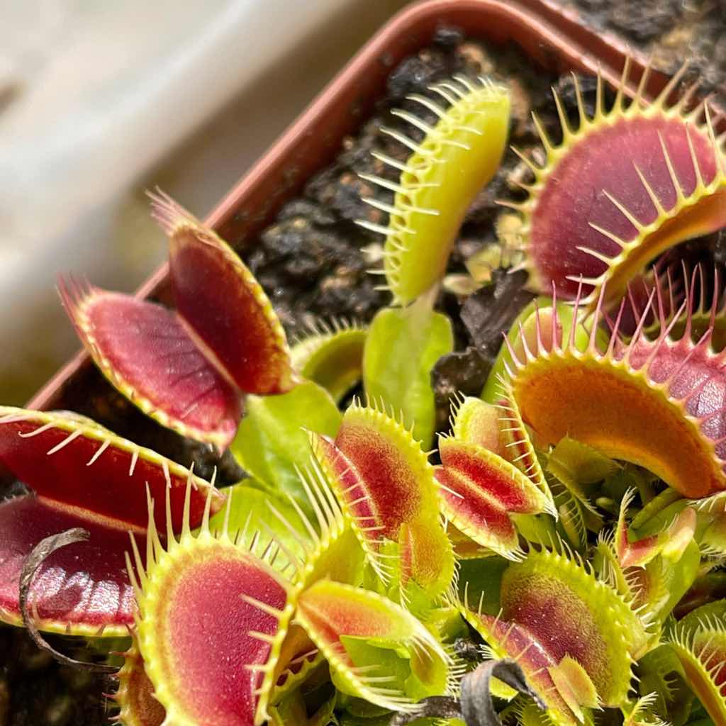 Venus Fly Trap, 'ARPC.' Special Import -   - Carnivorous Plant