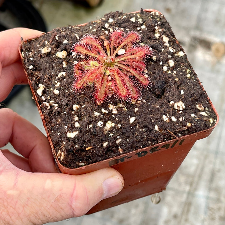 Sundew, Drosera spathulata, typical form by Pan's Carnivours Drosera