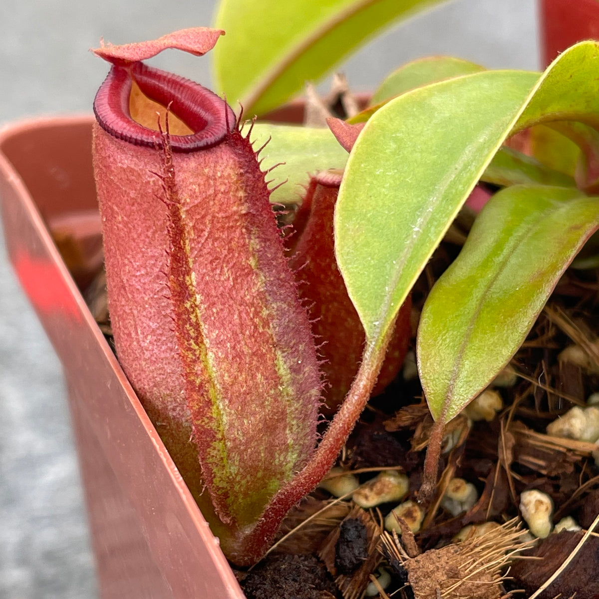 Tropical Pitcher, Nepenthes ‘Bloody Mary’ -   - Carnivorous Plant