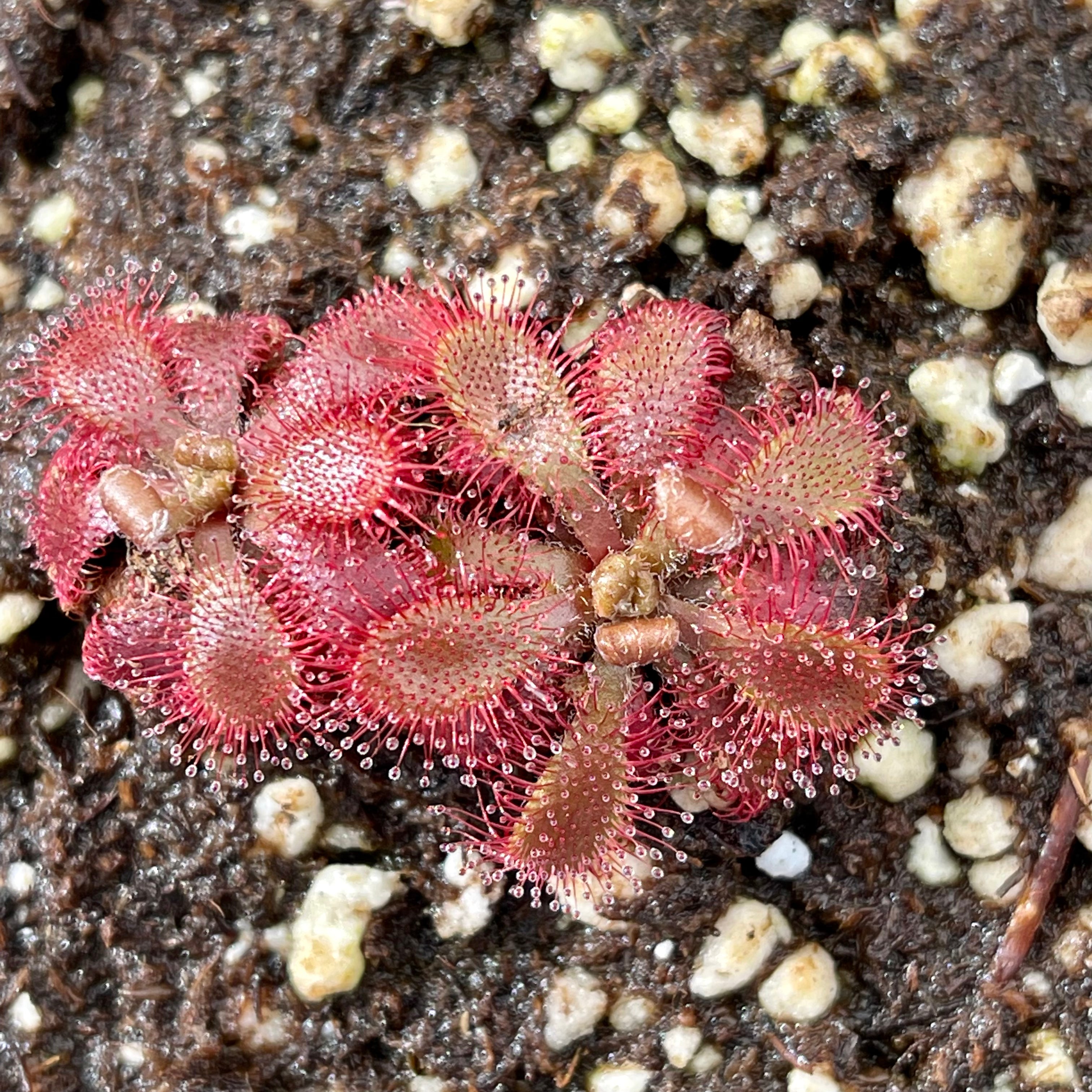 Sundew, Drosera tomentosa var glabra by Pan's Carnivours Drosera