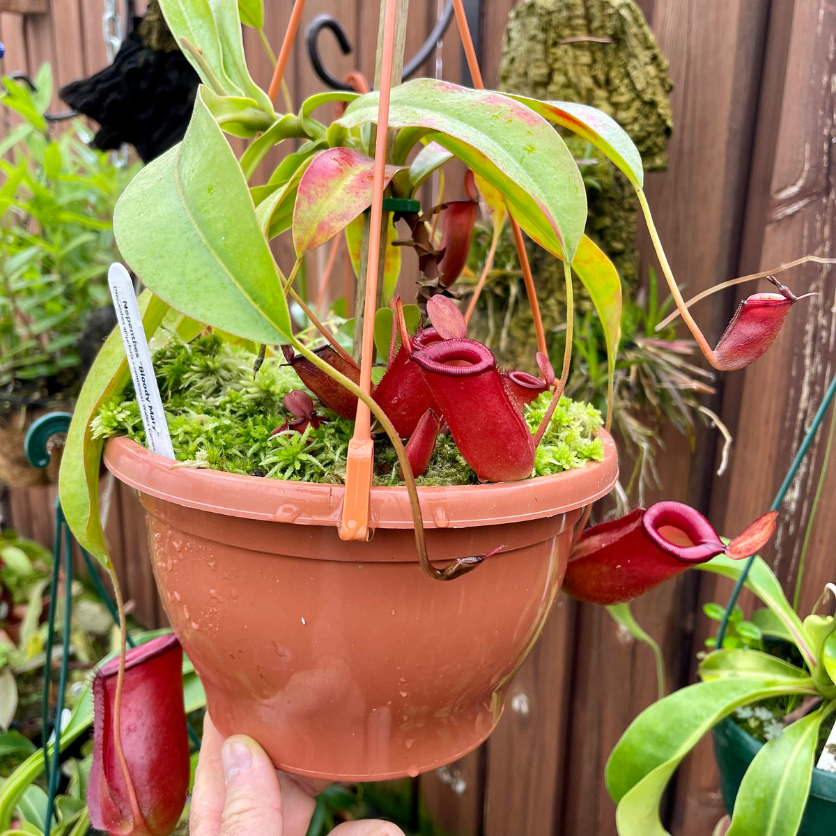 Tropical Pitcher, Nepenthes ‘Bloody Mary’ by Nepenthes