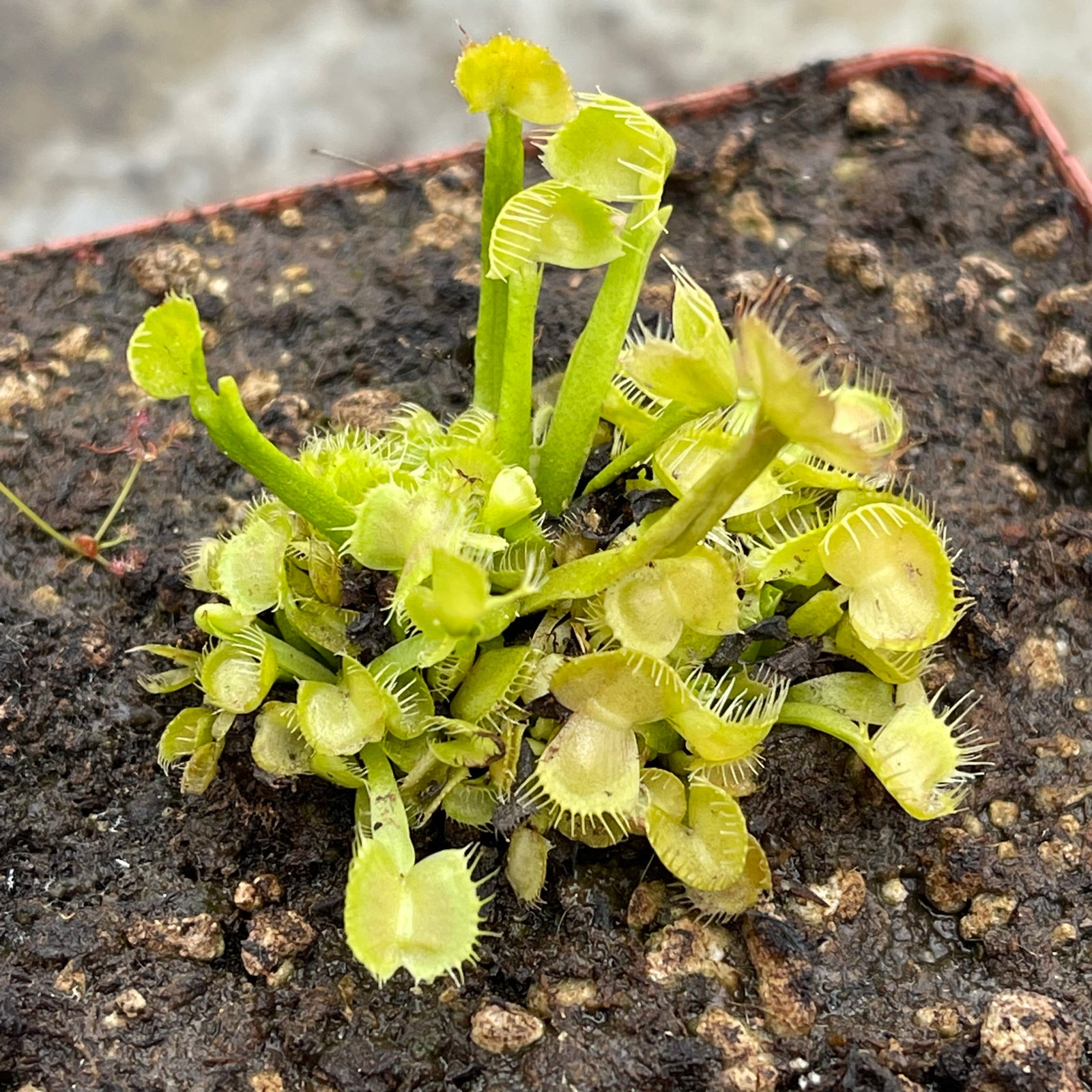 Venus Fly Trap, 'Spiderman.' Special Import. by Venus Fly Trap