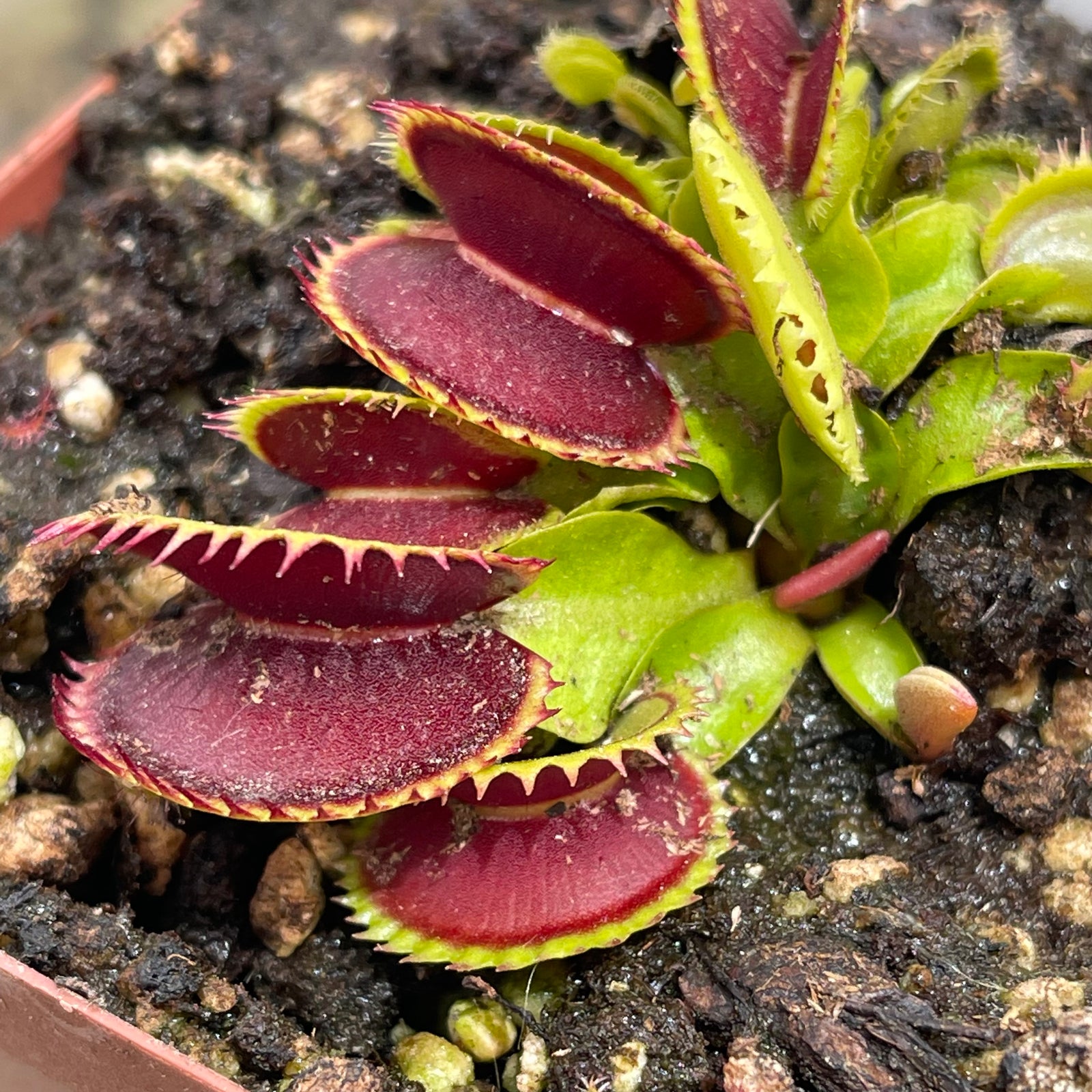 Venus Fly Trap, 'Big Dracula.' Collectible import. -   - Carnivorous Plant
