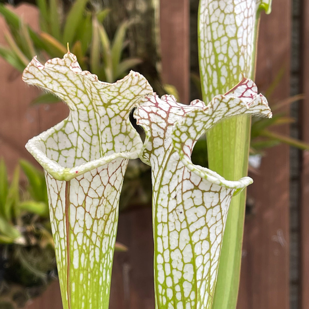 Trumpet Pitcher, Sarracenia Leucophylla var. alba ‘Hurricane Creek White’ by Sarracenia