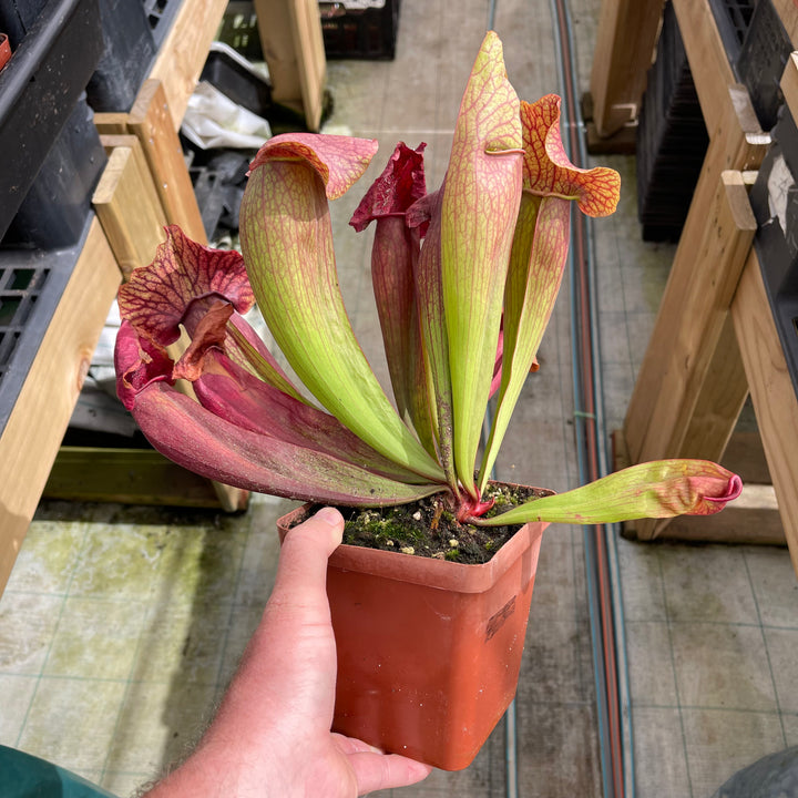 Trumpet Pitcher, Sarracenia “Lady” by Sarracenia