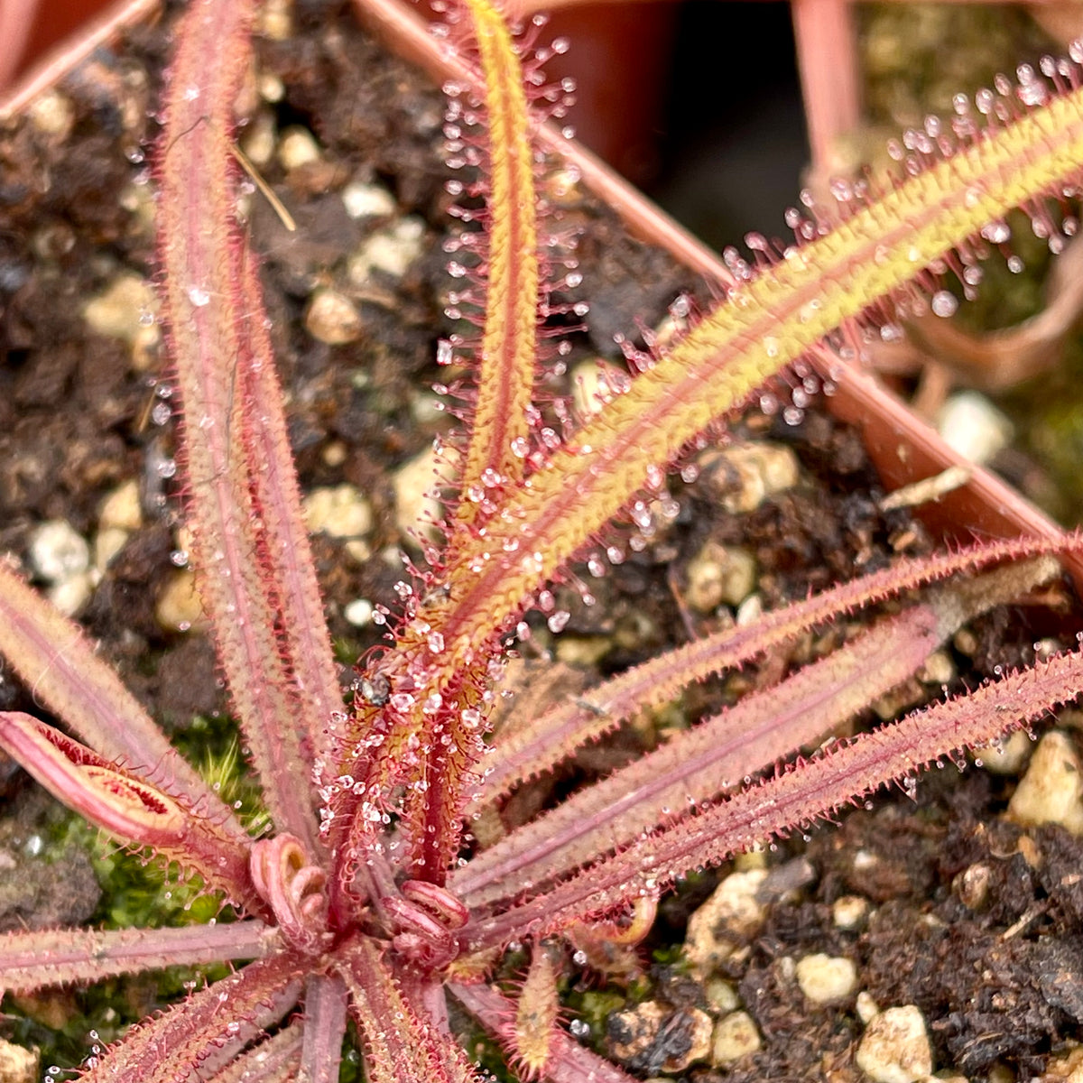 Sundew, Drosera adelae by Pan's Carnivours Drosera