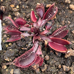 Venus Fly Trap, 'Clayton Vulcanic Red.' Special Import. -   - Carnivorous Plant