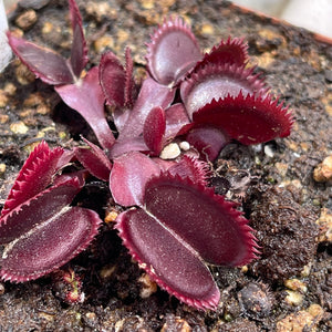 Venus Fly Trap, 'Trev's red dentate.' Special Import. -   - Carnivorous Plant