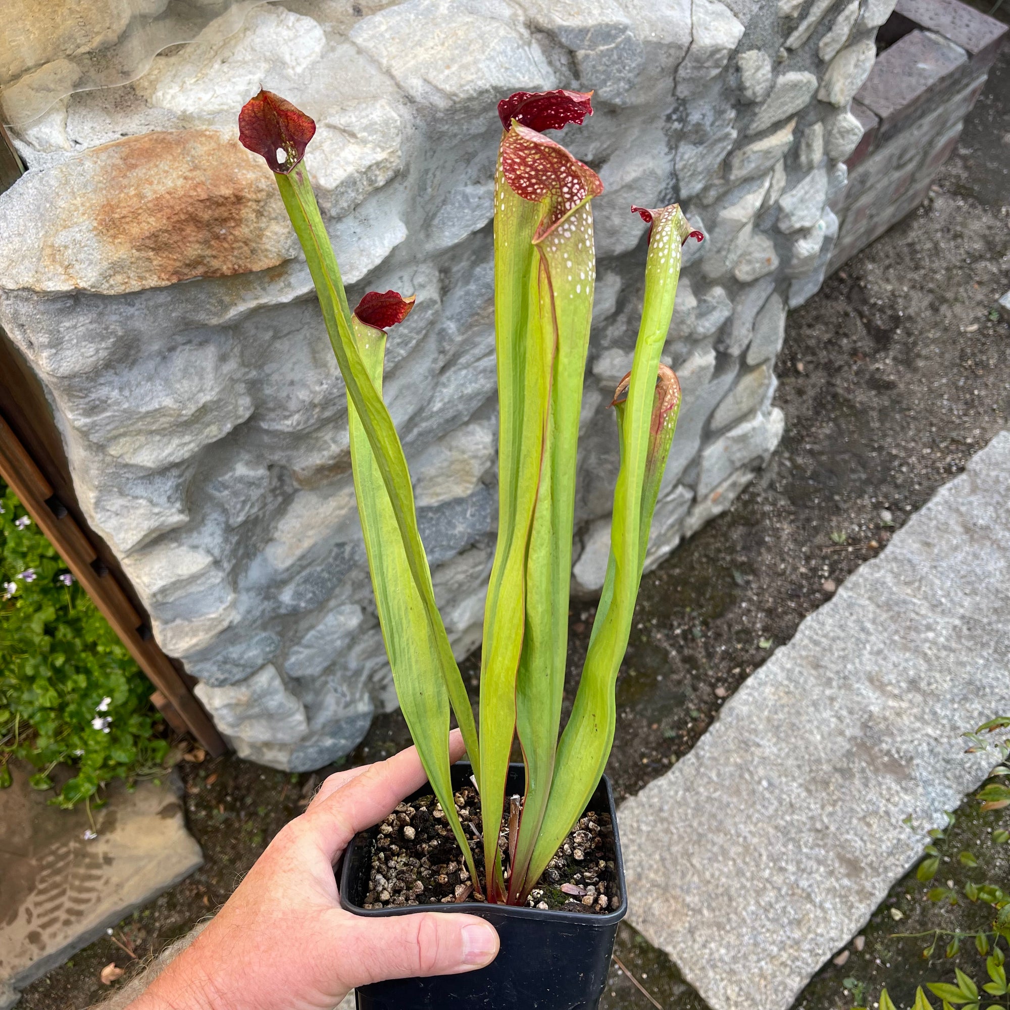 Trumpet Pitcher, Sarracenia 'minor var. minor (USBOT).' -  Small to Medium plant. 7.5cm plastic container. - Carnivorous Plant