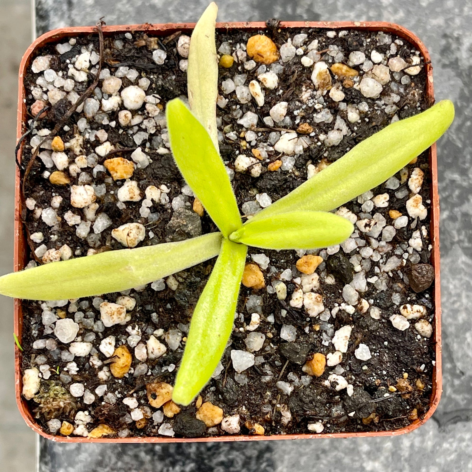 Butterwort, Pinguicula moctezumae x gigantae by Bizarre Tropicals