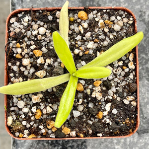 Butterwort, Pinguicula moctezumae x gigantae -   - Carnivorous Plant