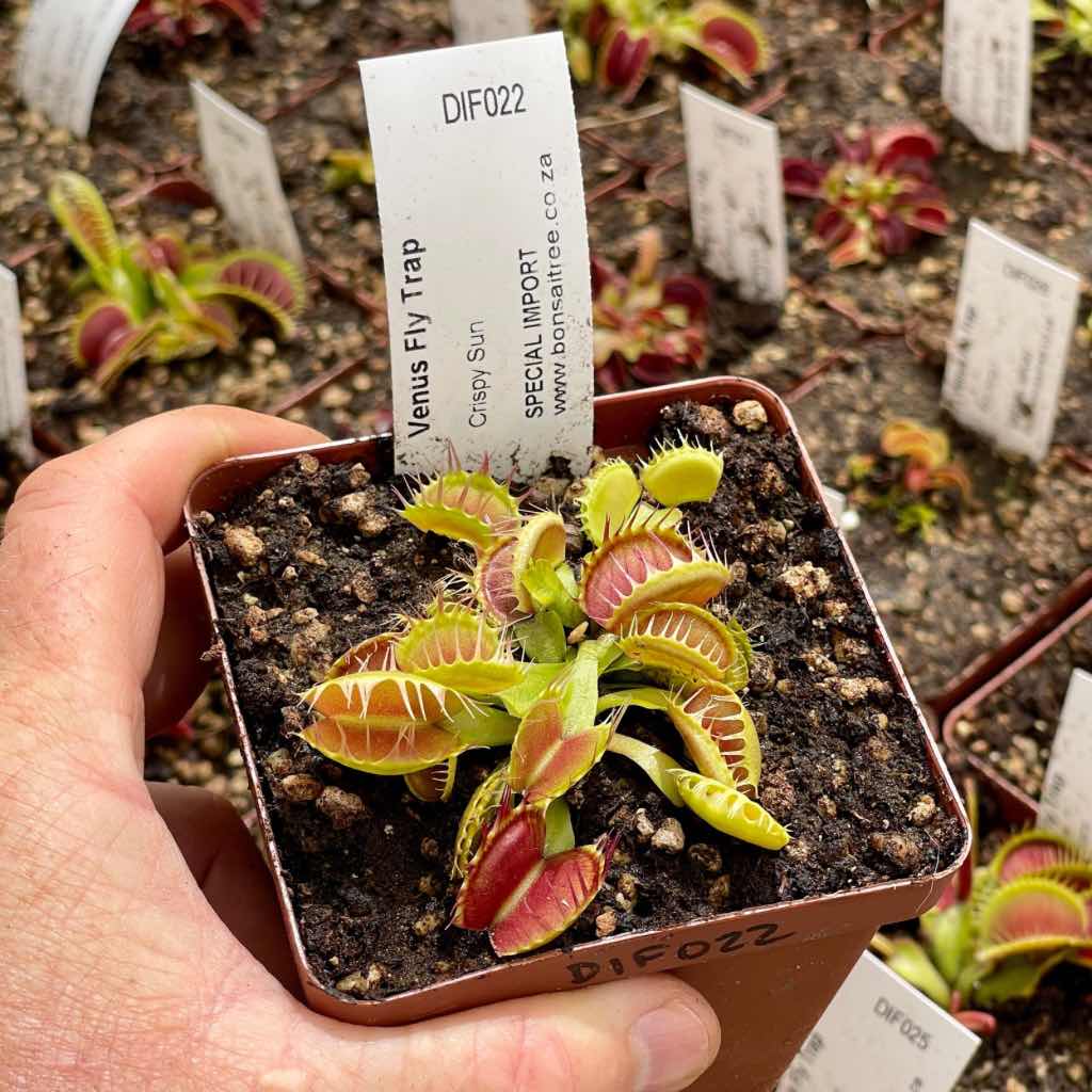 Venus Fly Trap, 'Crispy Sun.' Special Import. by Venus Fly Trap