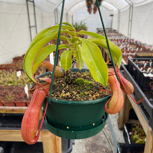 Tropical Pitcher, Nepenthes 'Ventrata' -  Large plant in 21cm hanging basket - Carnivorous Plant