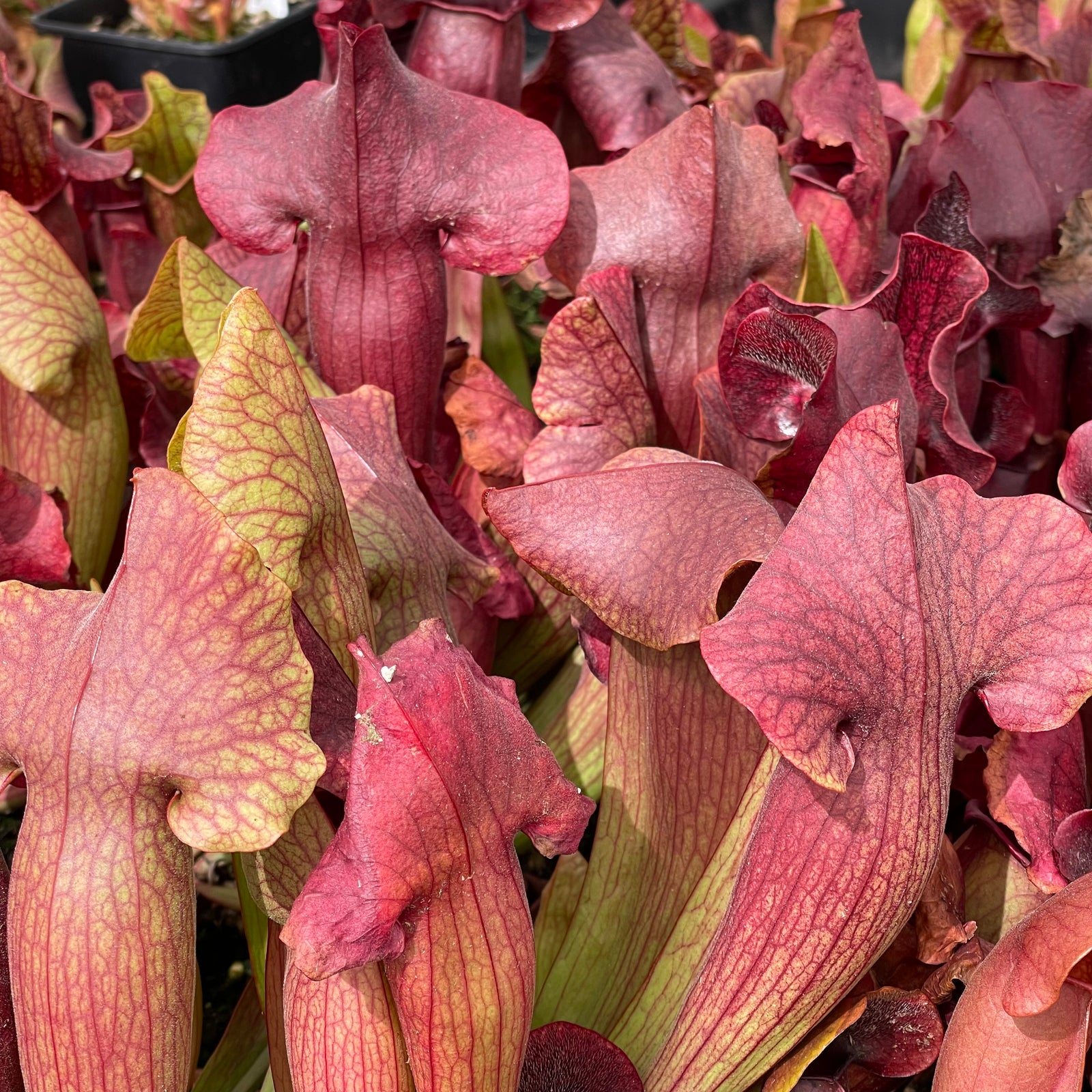 Trumpet Pitcher, Sarracenia “Lady” by Sarracenia